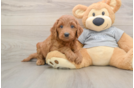 Energetic Golden Doodle Poodle Mix Puppy