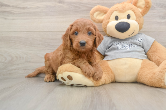 Energetic Golden Doodle Poodle Mix Puppy