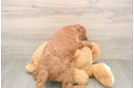 Mini Goldendoodle Pup Being Cute