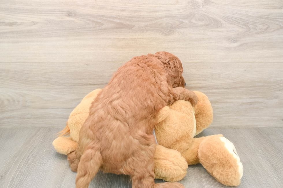 Mini Goldendoodle Pup Being Cute