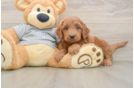 Mini Goldendoodle Pup Being Cute