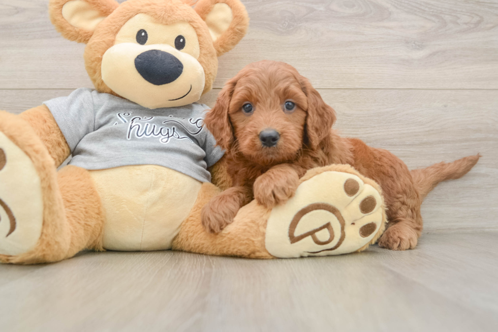 Mini Goldendoodle Pup Being Cute