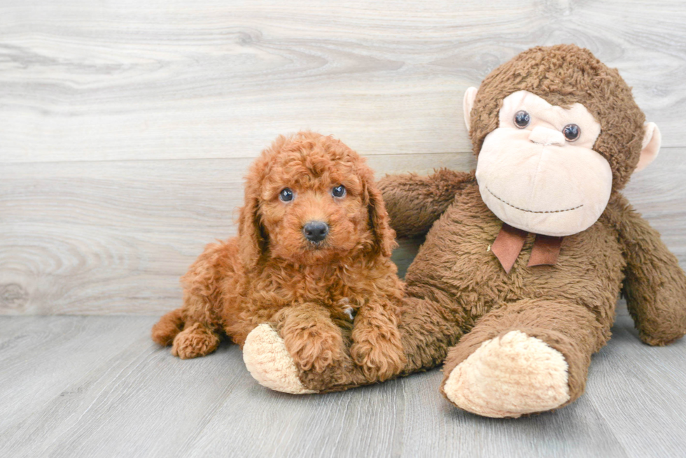 Small Mini Goldendoodle Baby