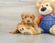 8 week old Mini Goldendoodle Puppy For Sale - Florida Fur Babies