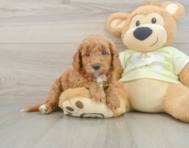 8 week old Mini Goldendoodle Puppy For Sale - Florida Fur Babies