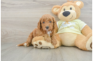 Little Mini Goldenpoo Poodle Mix Puppy