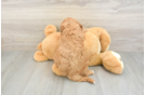 Mini Goldendoodle Pup Being Cute