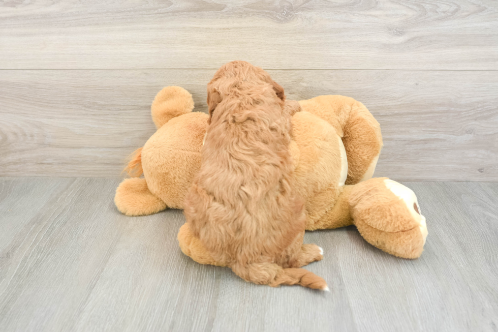 Mini Goldendoodle Pup Being Cute