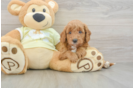 Small Mini Goldendoodle Baby