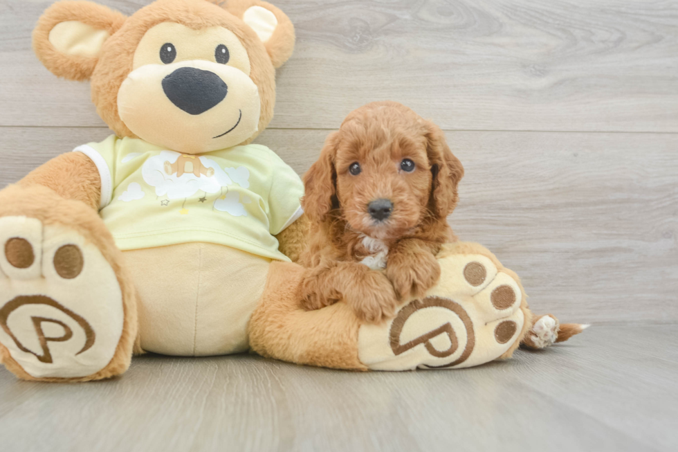 Small Mini Goldendoodle Baby