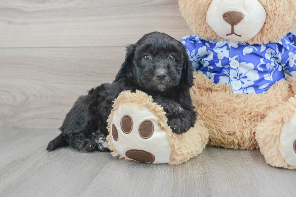 Mini Goldendoodle Puppy for Adoption