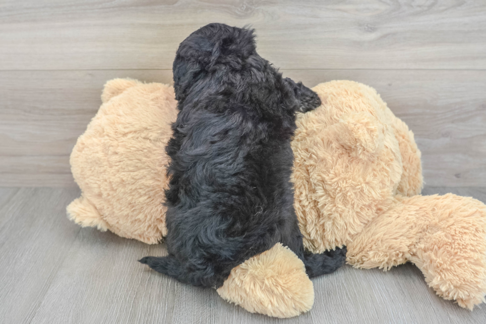 Mini Goldendoodle Pup Being Cute