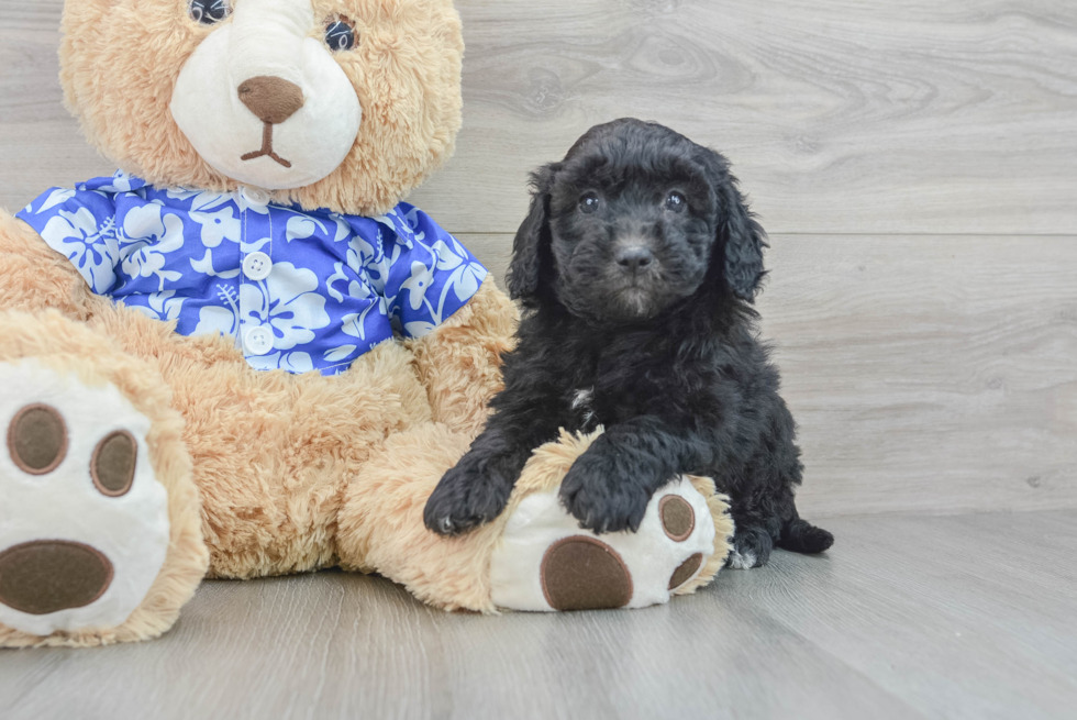 Mini Goldendoodle Pup Being Cute