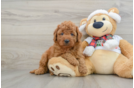 Sweet Mini Goldendoodle Baby