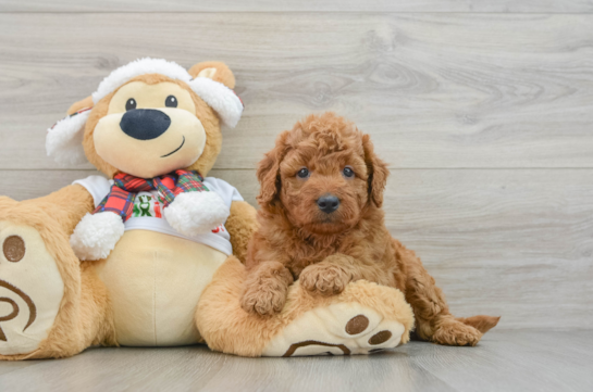 Mini Goldendoodle Pup Being Cute