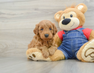 7 week old Mini Goldendoodle Puppy For Sale - Florida Fur Babies