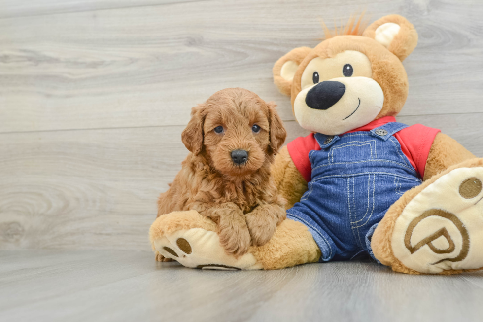 Mini Goldendoodle Pup Being Cute