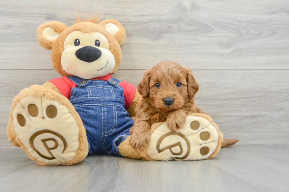 Hypoallergenic Mini Goldiepoo Poodle Mix Puppy