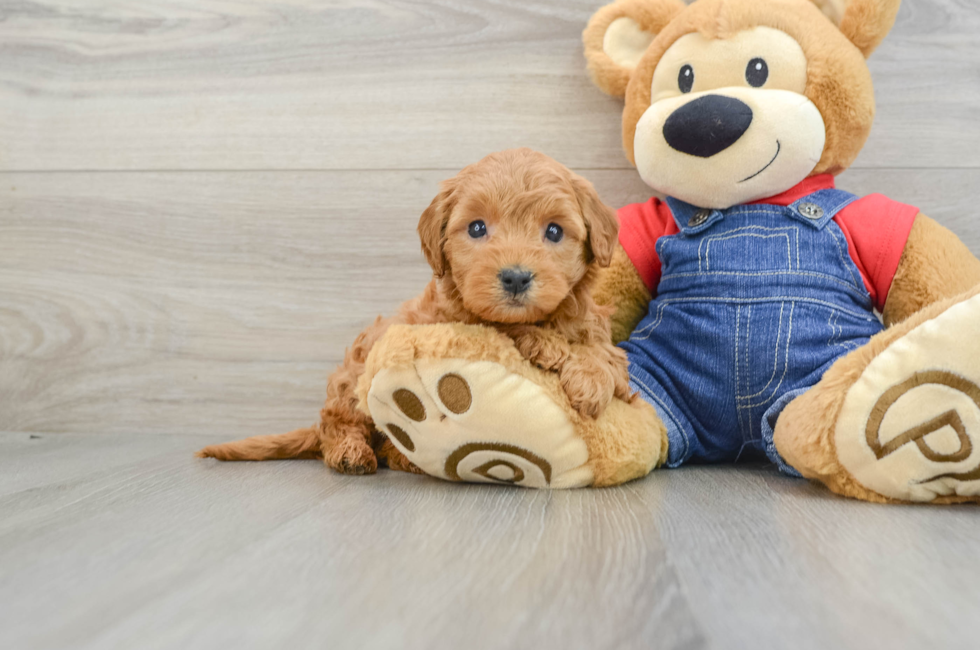 5 week old Mini Goldendoodle Puppy For Sale - Florida Fur Babies