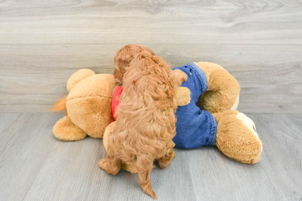 Mini Goldendoodle Puppy for Adoption