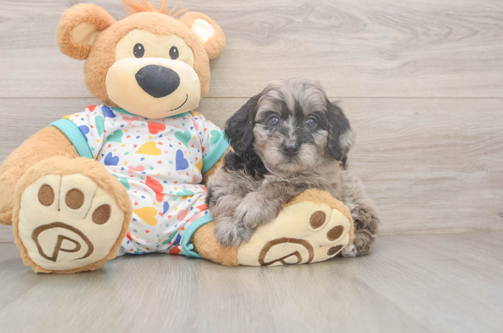6 week old Mini Goldendoodle Puppy For Sale - Florida Fur Babies