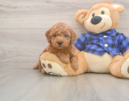 7 week old Mini Goldendoodle Puppy For Sale - Florida Fur Babies