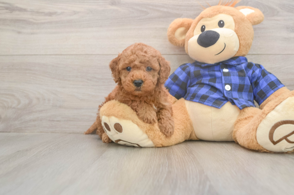 5 week old Mini Goldendoodle Puppy For Sale - Florida Fur Babies