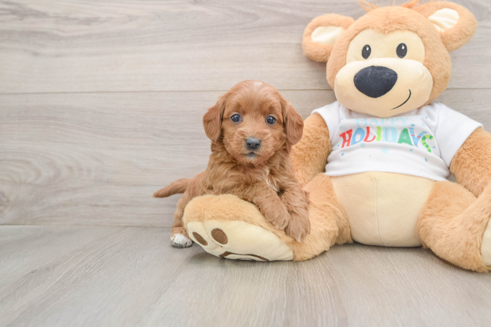 Playful Mini Groodle Poodle Mix Puppy