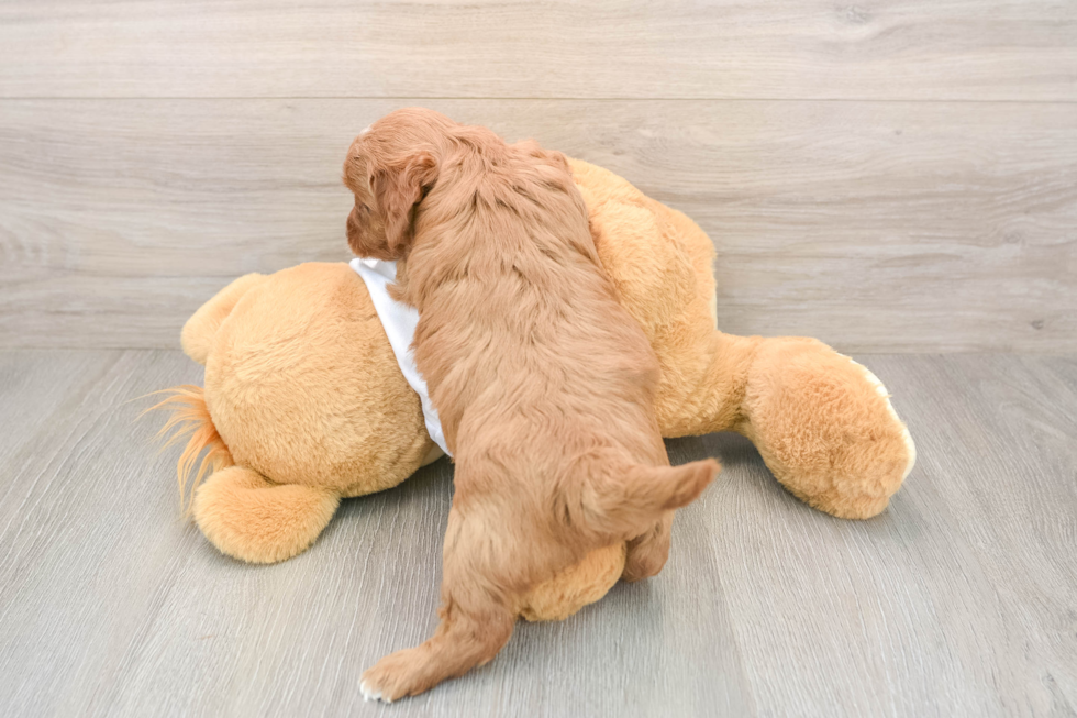 Playful Mini Groodle Poodle Mix Puppy