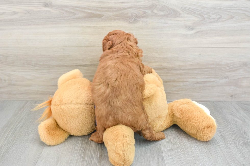 Adorable Golden Retriever Poodle Mix Poodle Mix Puppy