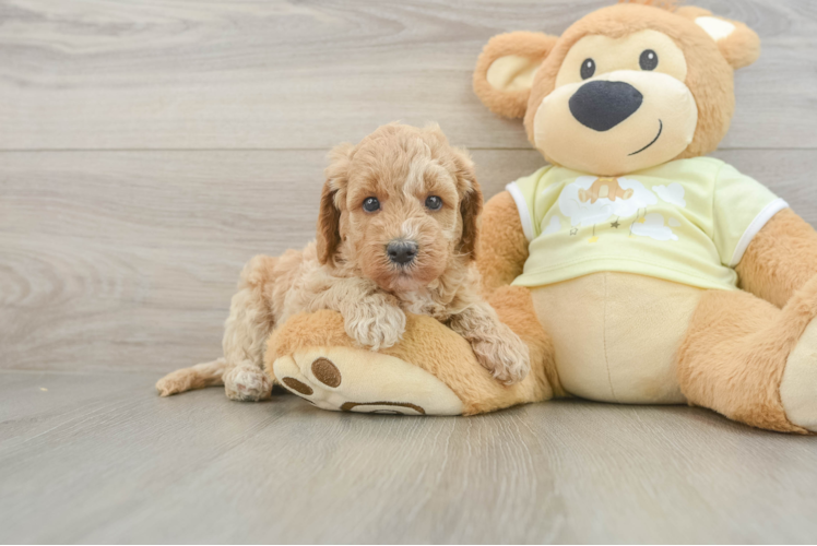 Best Mini Goldendoodle Baby
