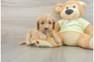 Best Mini Goldendoodle Baby