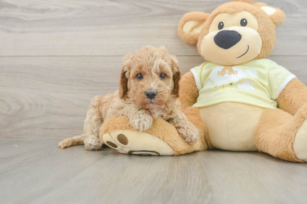 Best Mini Goldendoodle Baby