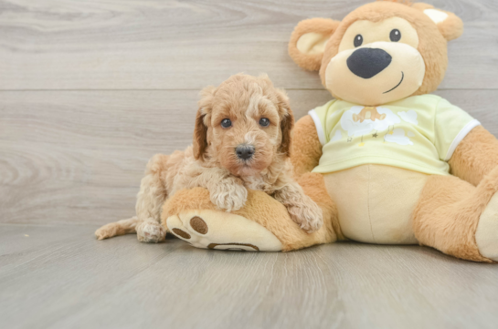Best Mini Goldendoodle Baby