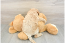 Mini Goldendoodle Puppy for Adoption