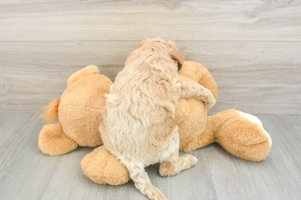 Mini Goldendoodle Puppy for Adoption