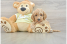 Best Mini Goldendoodle Baby