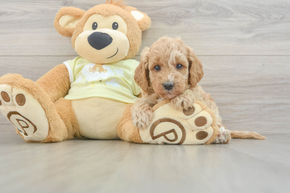 Best Mini Goldendoodle Baby