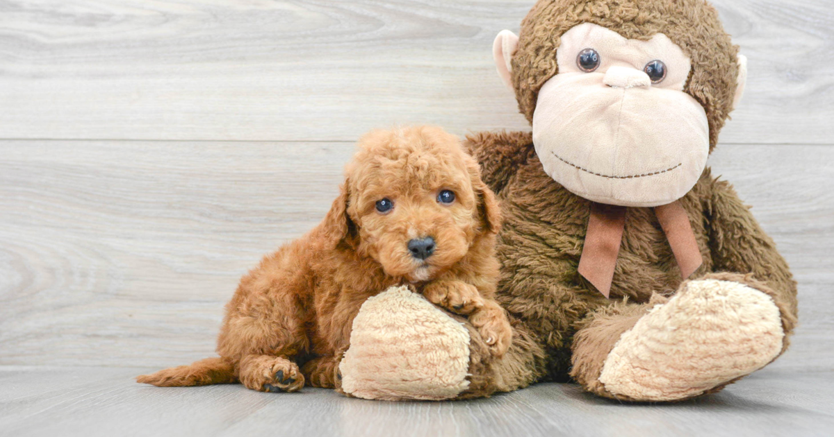 Best Toys for Goldendoodles: A Doodle Dog Mom's Top 6 Picks🐾 -  Happy-Go-Doodle®