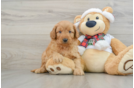 Mini Goldendoodle Puppy for Adoption