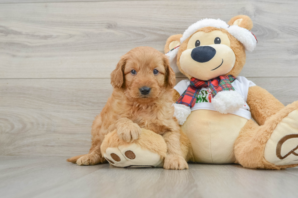 Mini Goldendoodle Puppy for Adoption