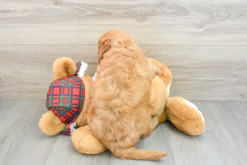 Friendly Mini Goldendoodle Baby