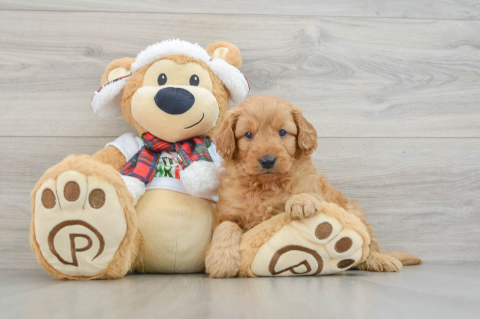 5 week old Mini Goldendoodle Puppy For Sale - Florida Fur Babies