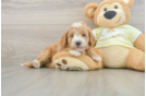 Popular Mini Goldendoodle Poodle Mix Pup