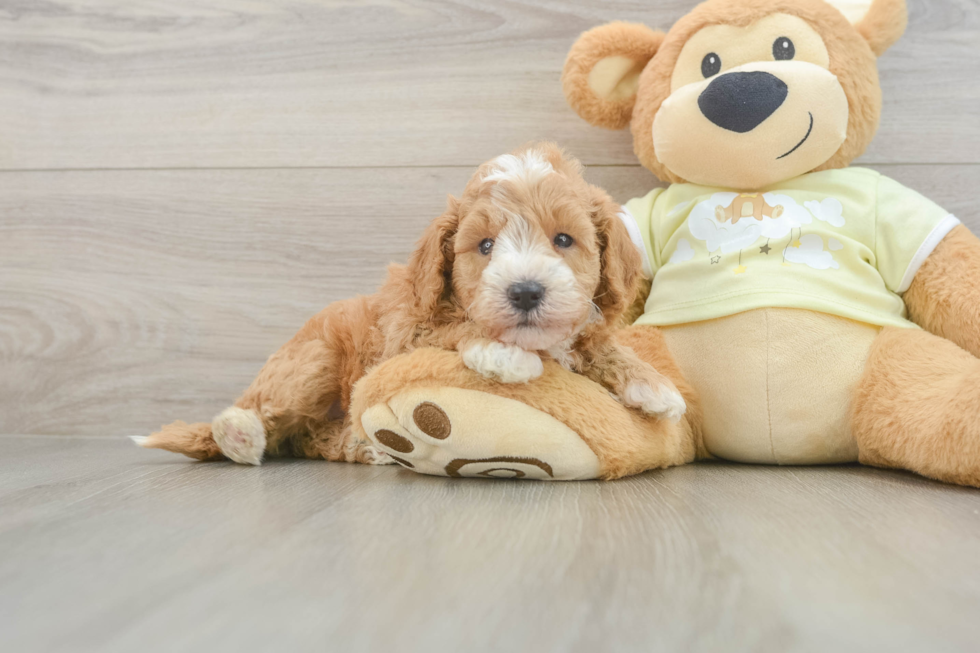 Popular Mini Goldendoodle Poodle Mix Pup