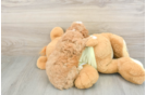 Petite Mini Goldendoodle Poodle Mix Pup