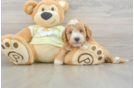 Mini Goldendoodle Puppy for Adoption