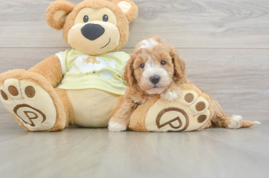 Mini Goldendoodle Puppy for Adoption