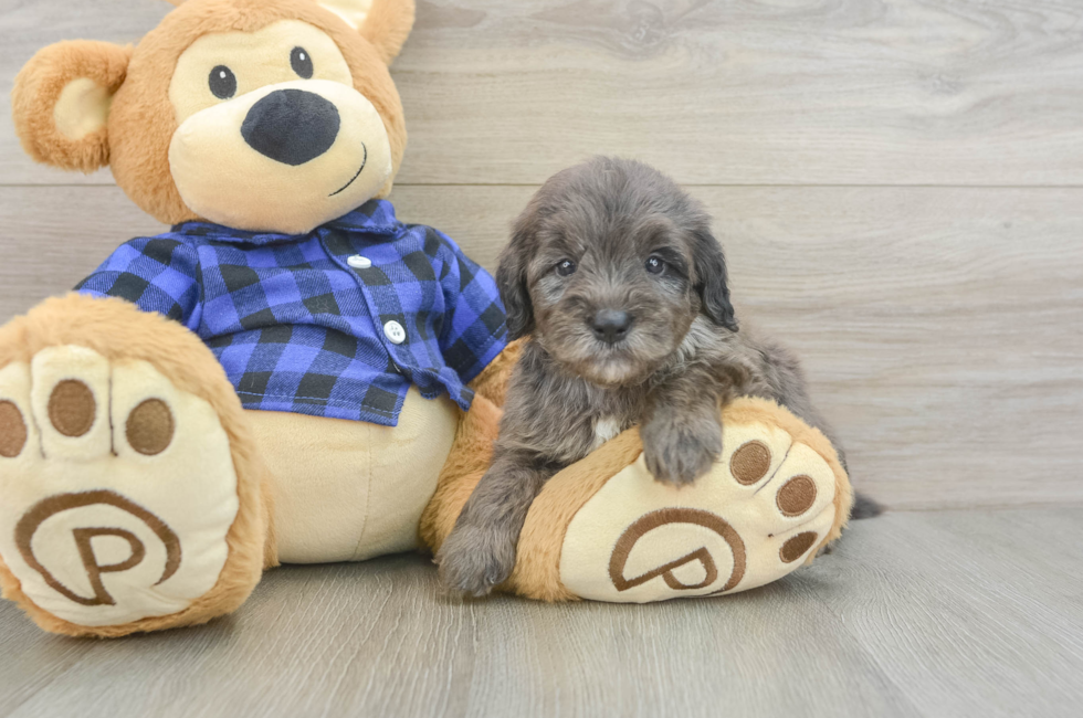 5 week old Mini Goldendoodle Puppy For Sale - Florida Fur Babies