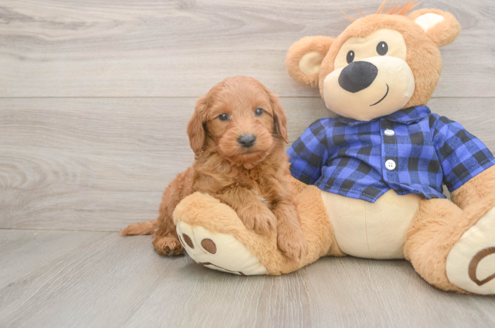 5 week old Mini Goldendoodle Puppy For Sale - Florida Fur Babies